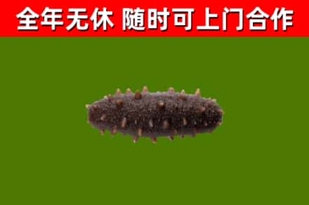 兰坪县烟酒回收干海参.jpg